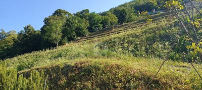 TERRENO EDIFICABILE CON VISTA APERTA, Auf Anfrage, 6821 Rovio, Ticino, CH