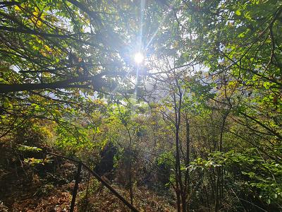 WITH SPECTACULAR VIEW, Auf Anfrage, 6644 Orselina, Ticino, CH