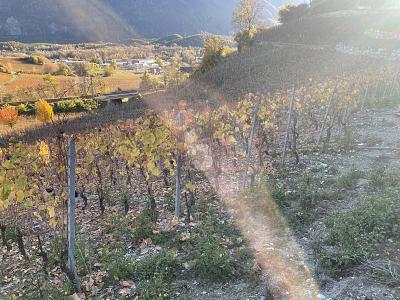 IN MITTEN MALERISCHER WEINBERGE, Auf Anfrage, 3970 Salgesch, Ticino, CH