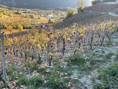 IN MITTEN MALERISCHER WEINBERGE, Auf Anfrage, 3970 Salgesch, Ticino, CH