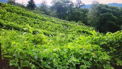 SPACIOUS PLOT, IN A QUIET LOCATION, Auf Anfrage, 6748 Anzonico, Ticino, CH