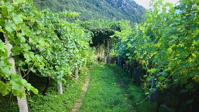 SPACIOUS PLOT, IN A QUIET LOCATION, Auf Anfrage, 6748 Anzonico, Ticino, CH