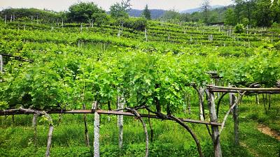 SPACIOUS PLOT, IN A QUIET LOCATION, Auf Anfrage, 6748 Anzonico, Ticino, CH