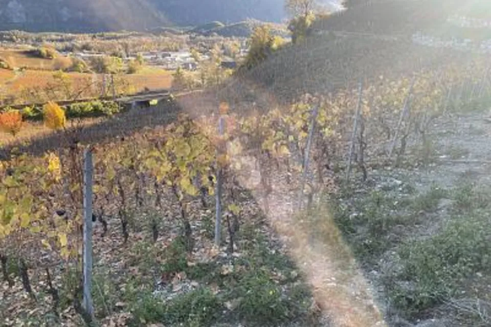 AU MILIEU DES VIGNOBLES PITTORESQUES, 3970 Salgesch, Valais/Wallis, CH