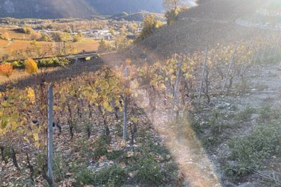 AU MILIEU DES VIGNOBLES PITTORESQUES, 3970 Salgesch, Valais/Wallis, CH