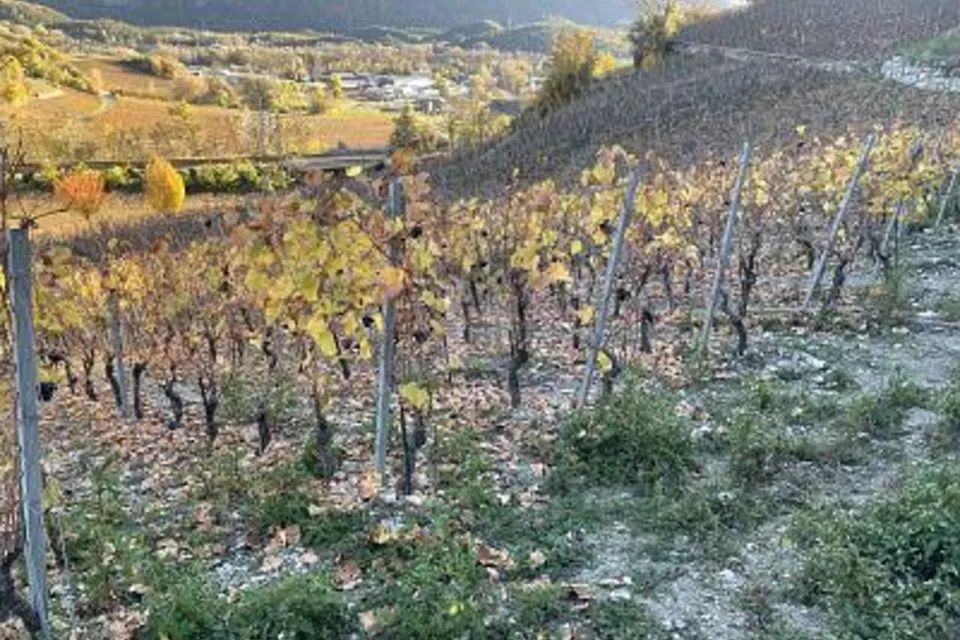 AU MILIEU DES VIGNOBLES PITTORESQUES, 3970 Salgesch, Valais/Wallis, CH