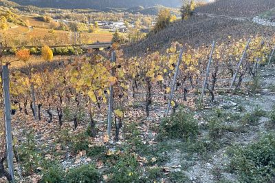 AU MILIEU DES VIGNOBLES PITTORESQUES, 3970 Salgesch, Valais/Wallis, CH