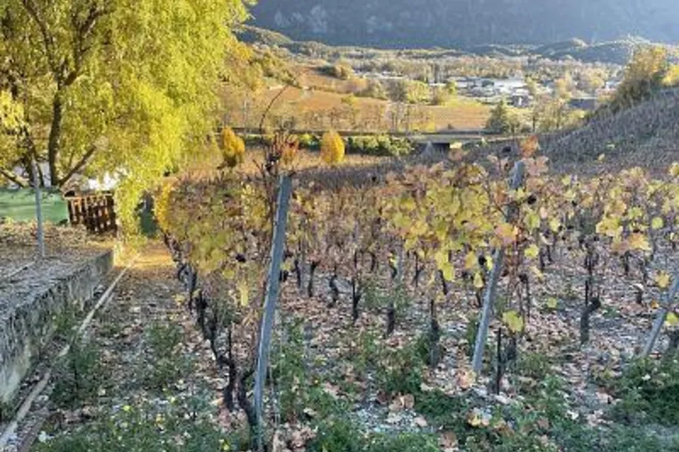 AU MILIEU DES VIGNOBLES PITTORESQUES, 3970 Salgesch, Valais/Wallis, CH