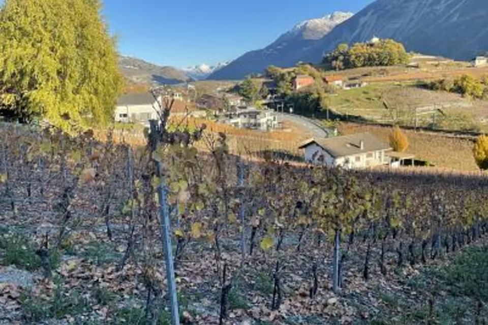 AU MILIEU DES VIGNOBLES PITTORESQUES, 3970 Salgesch, Valais/Wallis, CH