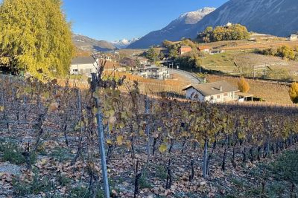AU MILIEU DES VIGNOBLES PITTORESQUES, 3970 Salgesch, Valais/Wallis, CH